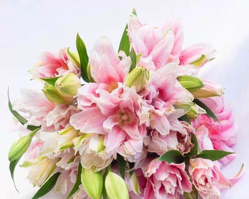 水培玫瑰花在花卉基地的养护技巧是什么？