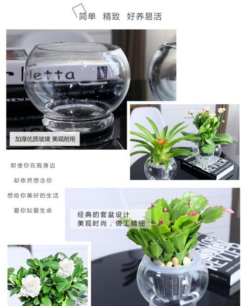 水培玫瑰花在花卉基地的养护技巧是什么？