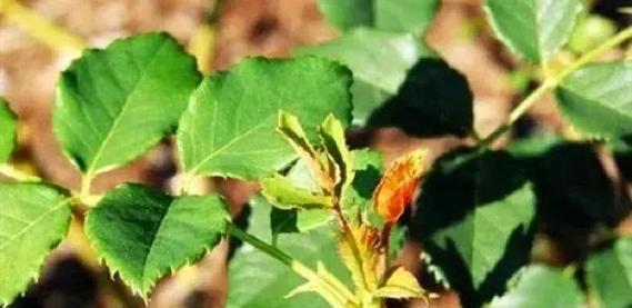 玫瑰花外观不佳怎么办？正确的养护方法是什么？
