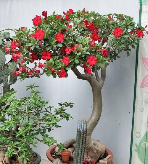 玫瑰花外观不佳怎么办？正确的养护方法是什么？
