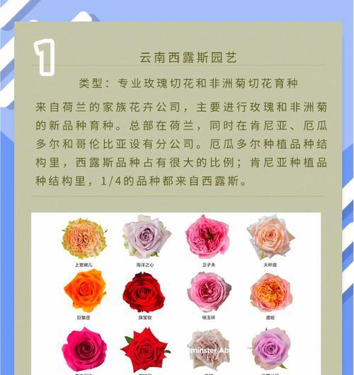丹麦野玫瑰花的养殖方法是什么？
