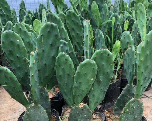 竹筒种植仙人掌的优缺点及步骤是什么？