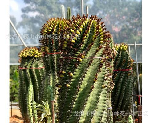 竹筒种植仙人掌的优缺点及步骤是什么？