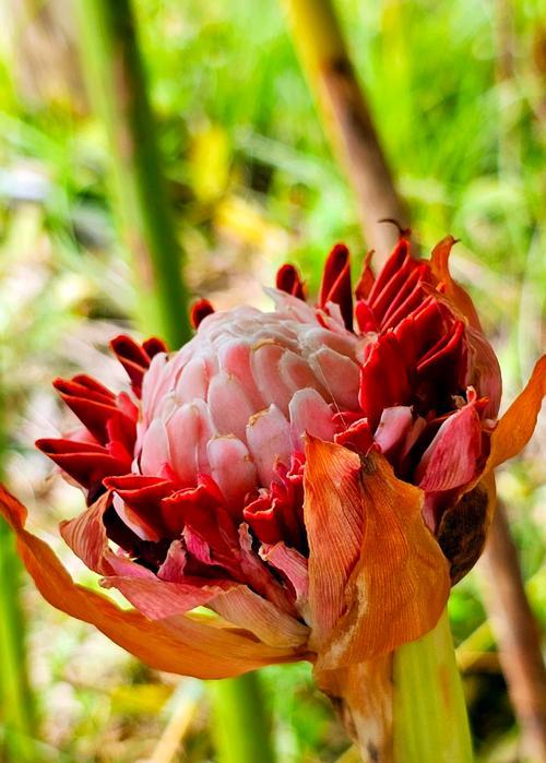 冬季种植玫瑰花如何快速发芽？
