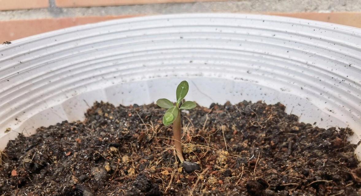 冬季种植玫瑰花如何快速发芽？