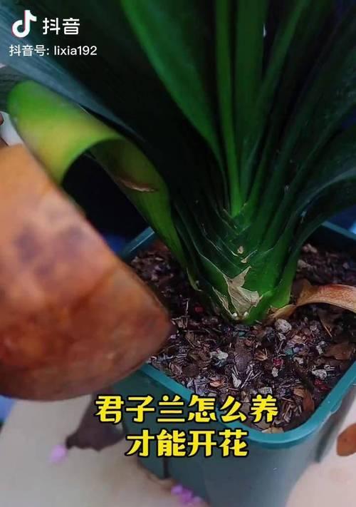 君子兰叶子半边发黄是什么原因？如何处理？