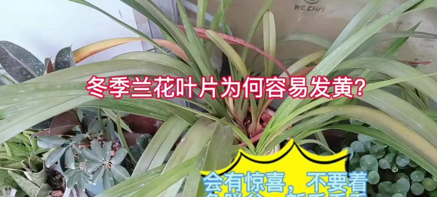 君子兰叶子半边发黄是什么原因？如何处理？