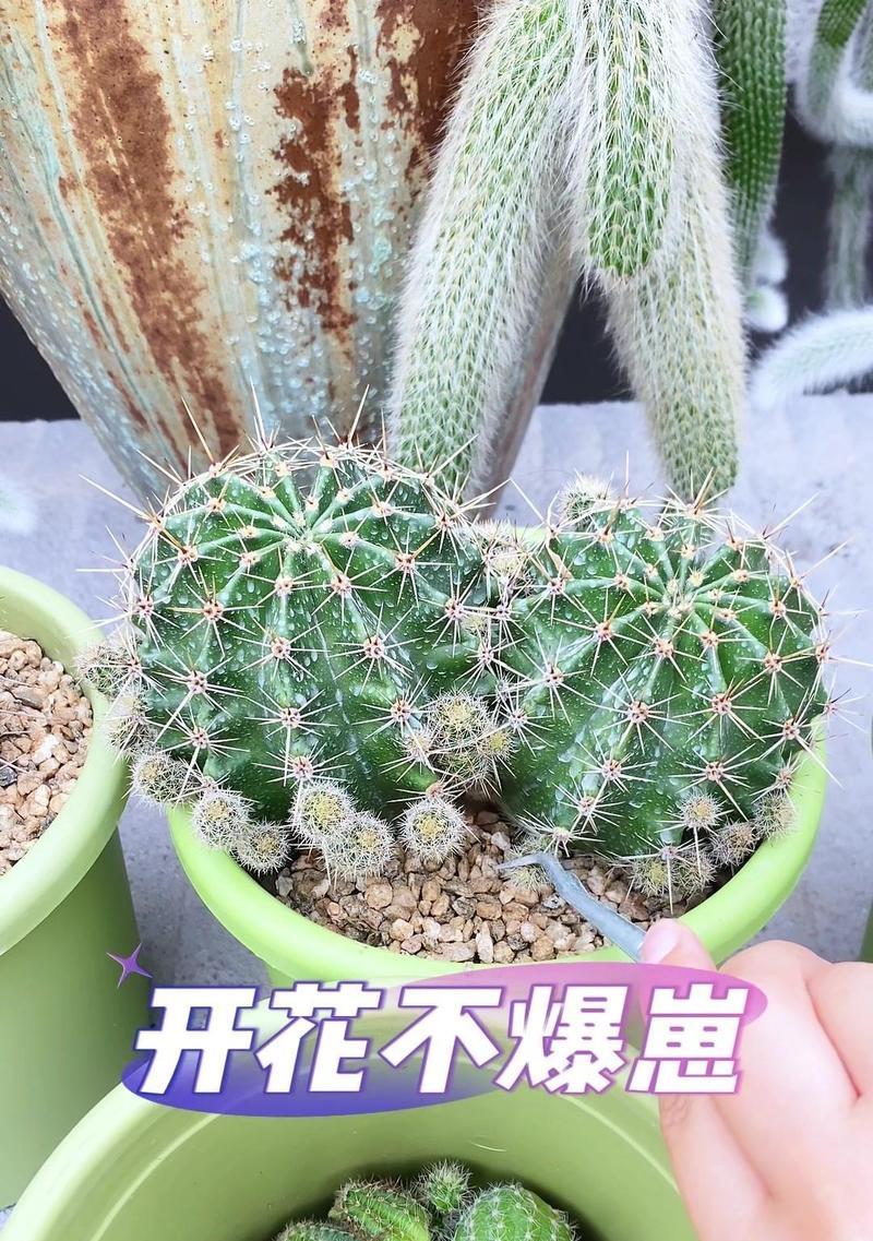 仙人球服盆后如何进行养护和管理？