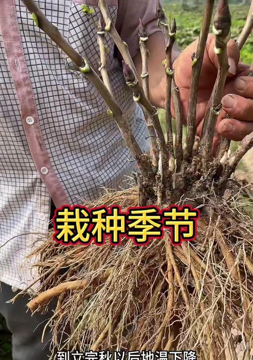 牡丹花的种植方法有哪些？