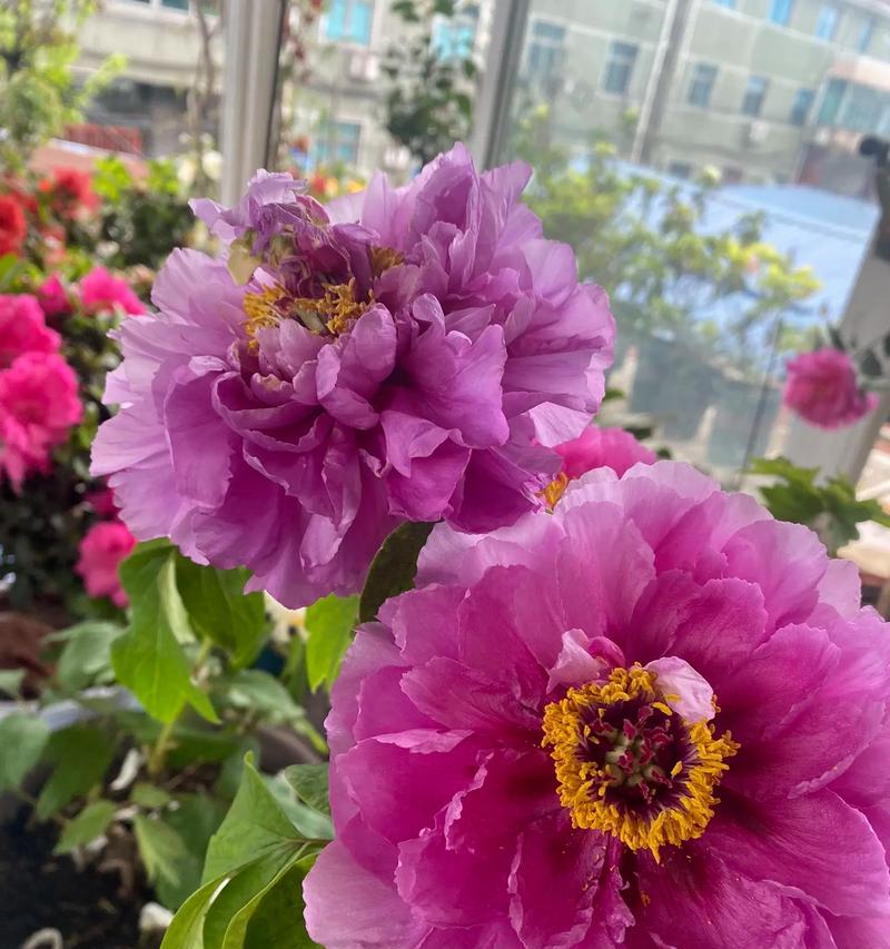 牡丹花的种植方法有哪些？