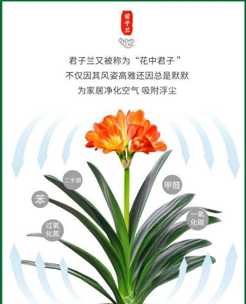 室内君子兰小绿植多久浇水一次？如何判断？