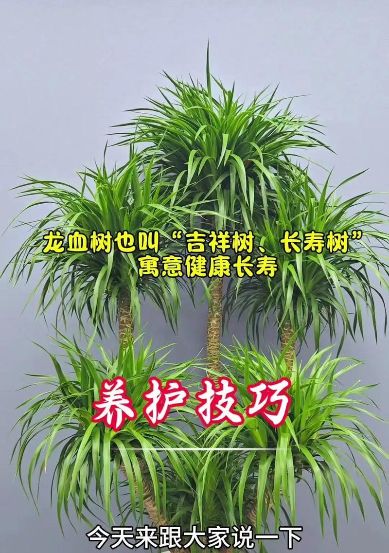 仙人掌红帝龙的养殖方法是什么？如何确保其健康成长？