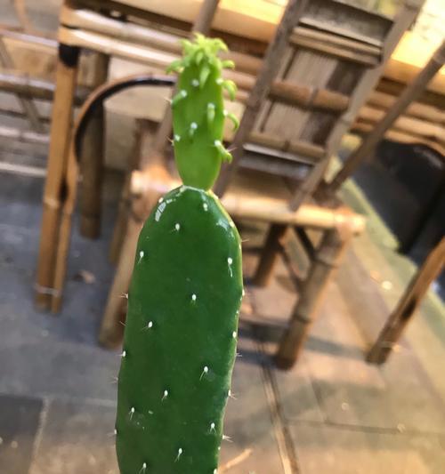 仙人掌红帝龙的养殖方法是什么？如何确保其健康成长？