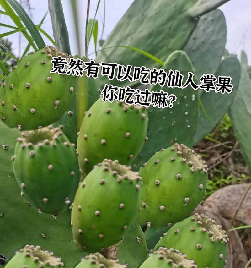 摘下的仙人掌如何正确种植？