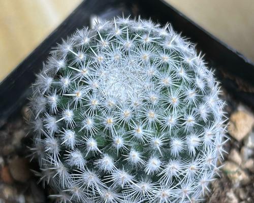 大棚放弃的仙人球品种如何处理？