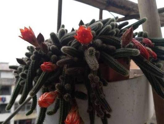 仙人掌白檀开花时间过长如何处理？