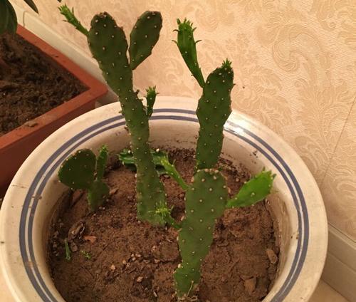 大仙人掌种植的步骤和注意事项是什么？