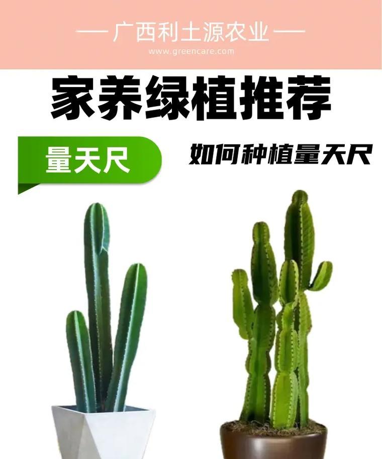 大仙人掌种植的步骤和注意事项是什么？