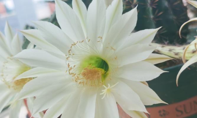 仙人球盆栽白花开花后如何处理？
