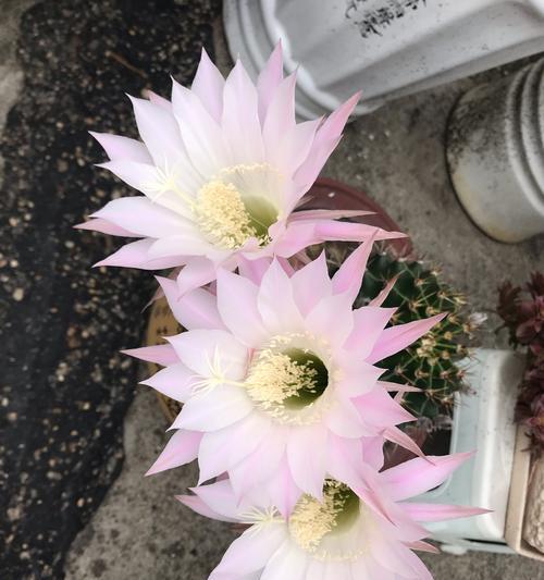 仙人球盆栽白花开花后如何处理？