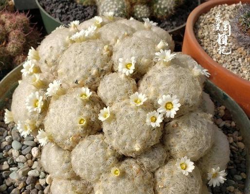 仙人球盆栽白花开花后如何处理？