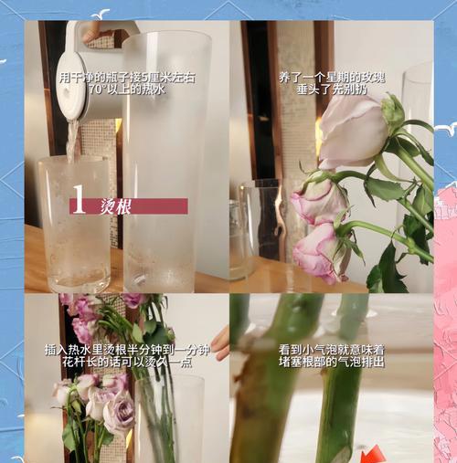 玫瑰花蔫了怎么办？补救措施有哪些？