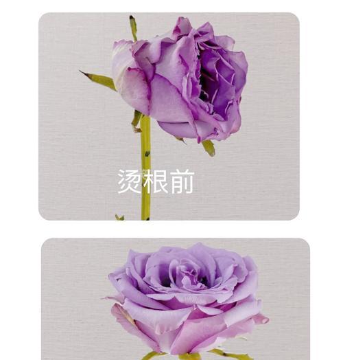 玫瑰花蔫了怎么办？补救措施有哪些？
