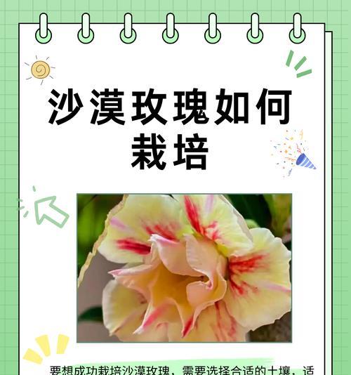 玫瑰花的日常种植需要注意什么？如何处理常见问题？