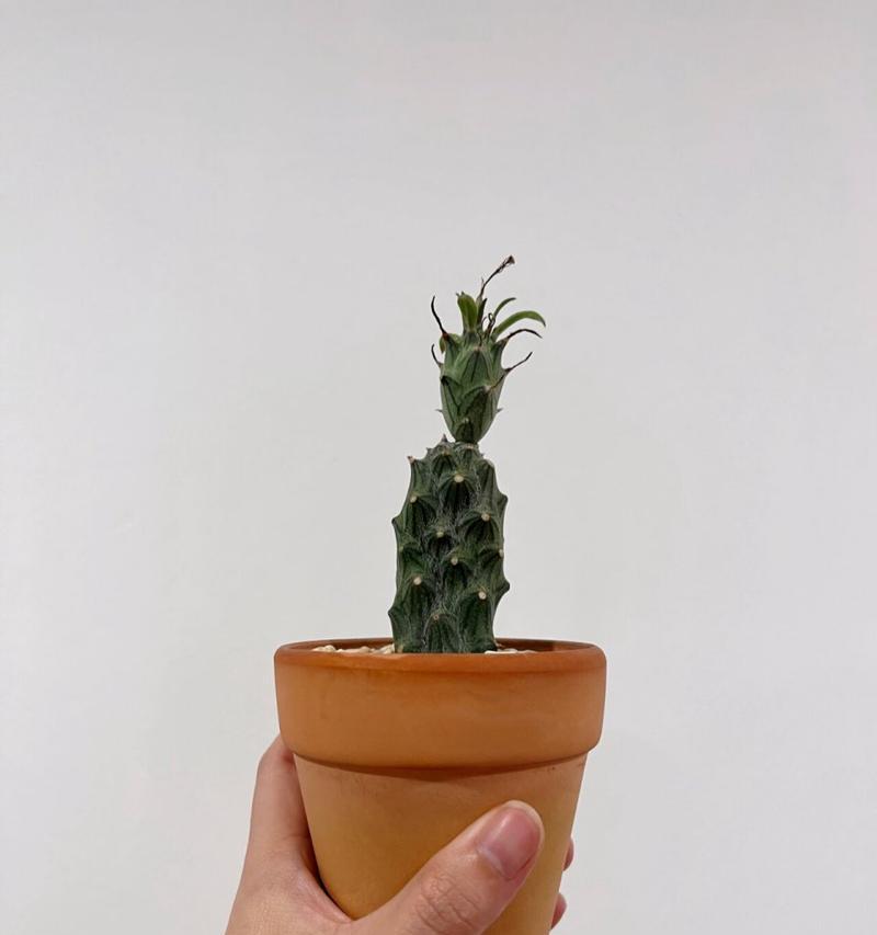 盆栽仙人掌当年结果的可能性有多大？