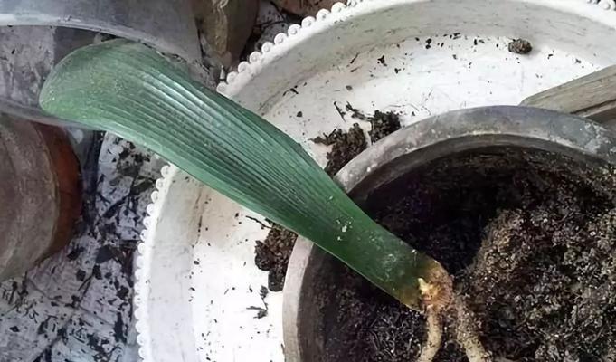 橡叶君子兰的土壤应该如何配制？配土时需要注意哪些要点？