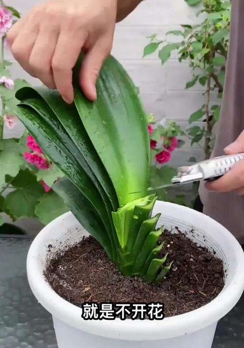 君子兰根部发达但不开花的原因是什么？