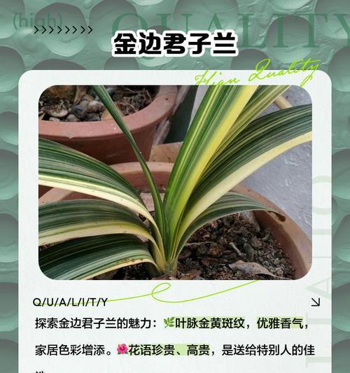 大红君子兰品种特点及养殖方法是什么？