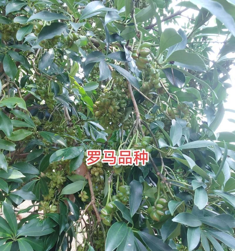 大红君子兰品种特点及养殖方法是什么？