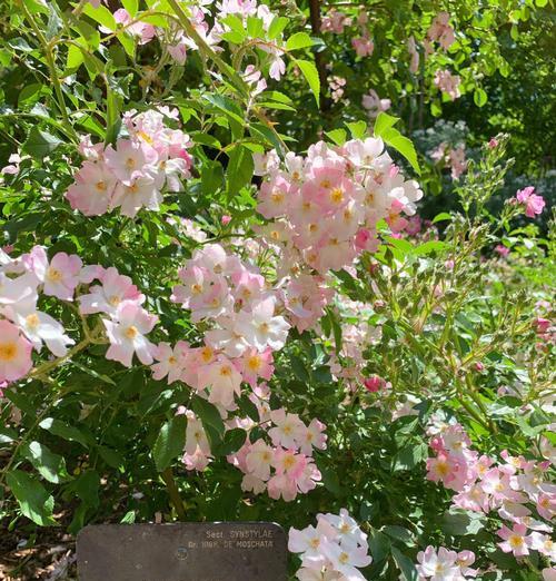 玫瑰花在什么季节容易枯萎？如何预防？