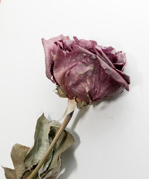 玫瑰花在什么季节容易枯萎？如何预防？