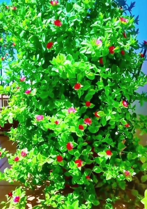 在阳台如何养护牡丹花？有哪些技巧可以让它长得更好？