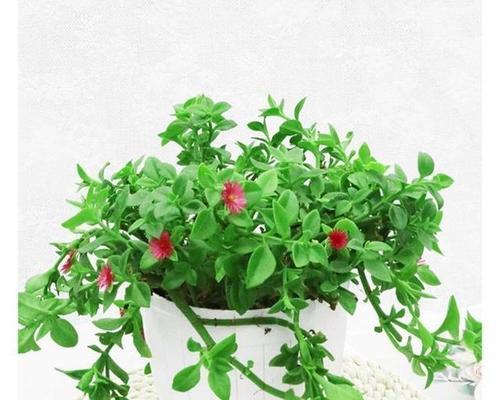 在阳台如何养护牡丹花？有哪些技巧可以让它长得更好？