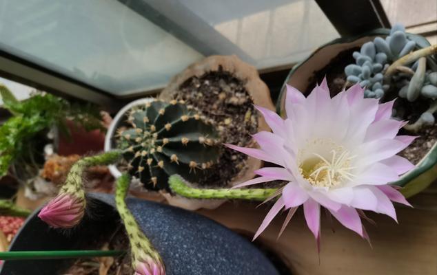 仙人球开花的原因是什么？