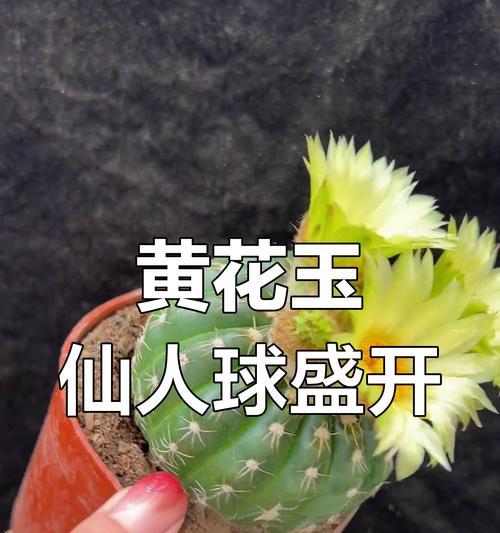仙人球开花的原因是什么？