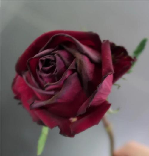 花多多玫瑰花的养护技巧有哪些？