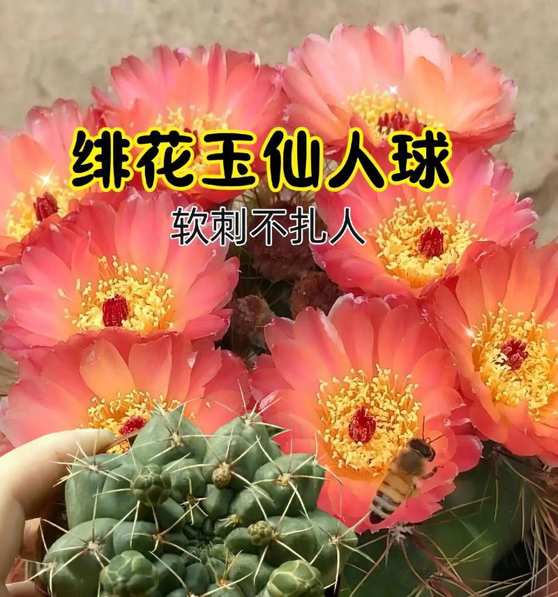 超大的开花仙人球是什么品种？如何养护？