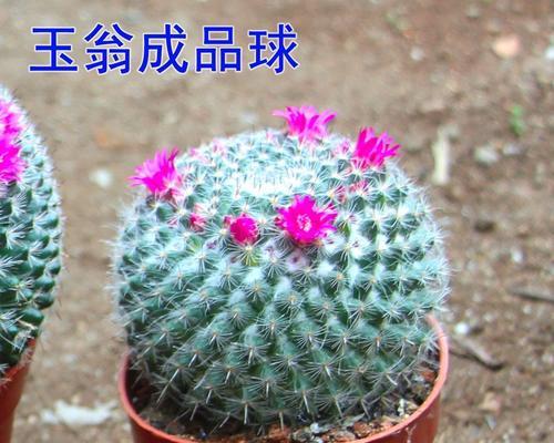 超大的开花仙人球是什么品种？如何养护？
