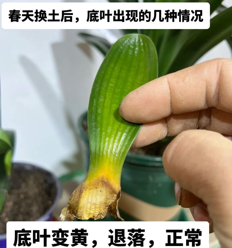 君子兰叶子起垄怎么处理？