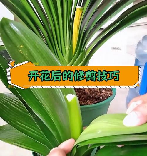 君子兰叶子起垄怎么处理？