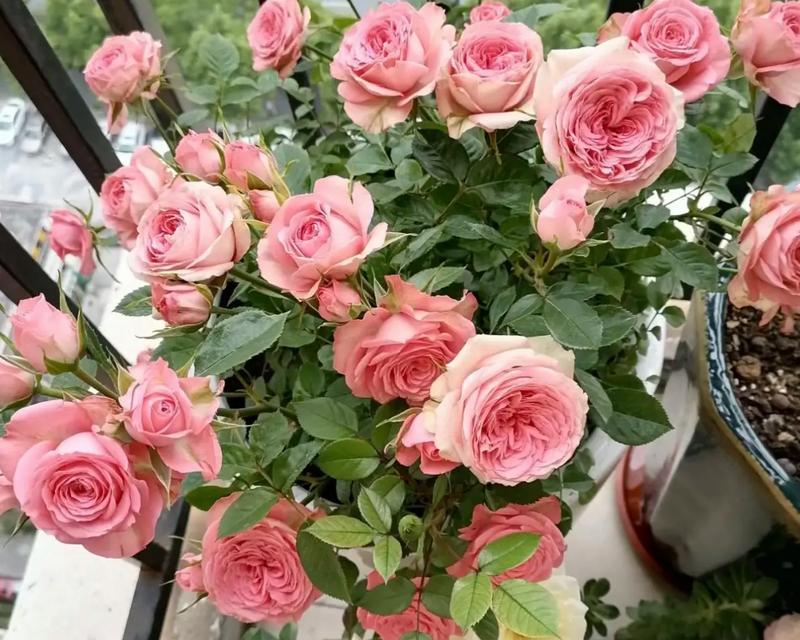 棒棒玫瑰花的养殖方法是什么？