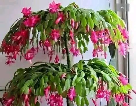 仙人掌花过敏怎么办？如何正确养护？
