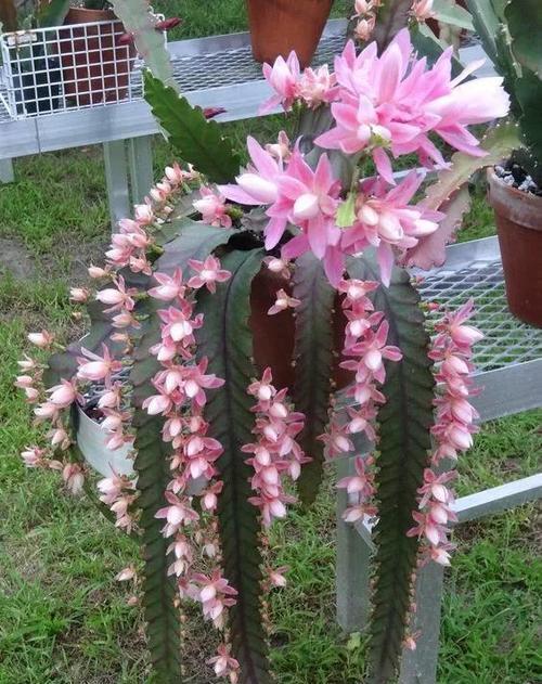 仙人掌花过敏怎么办？如何正确养护？