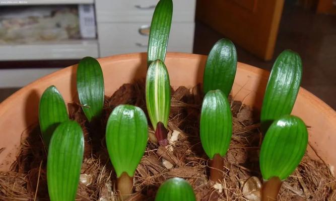 君子兰发芽需要多长时间？如何促进君子兰快速发芽？