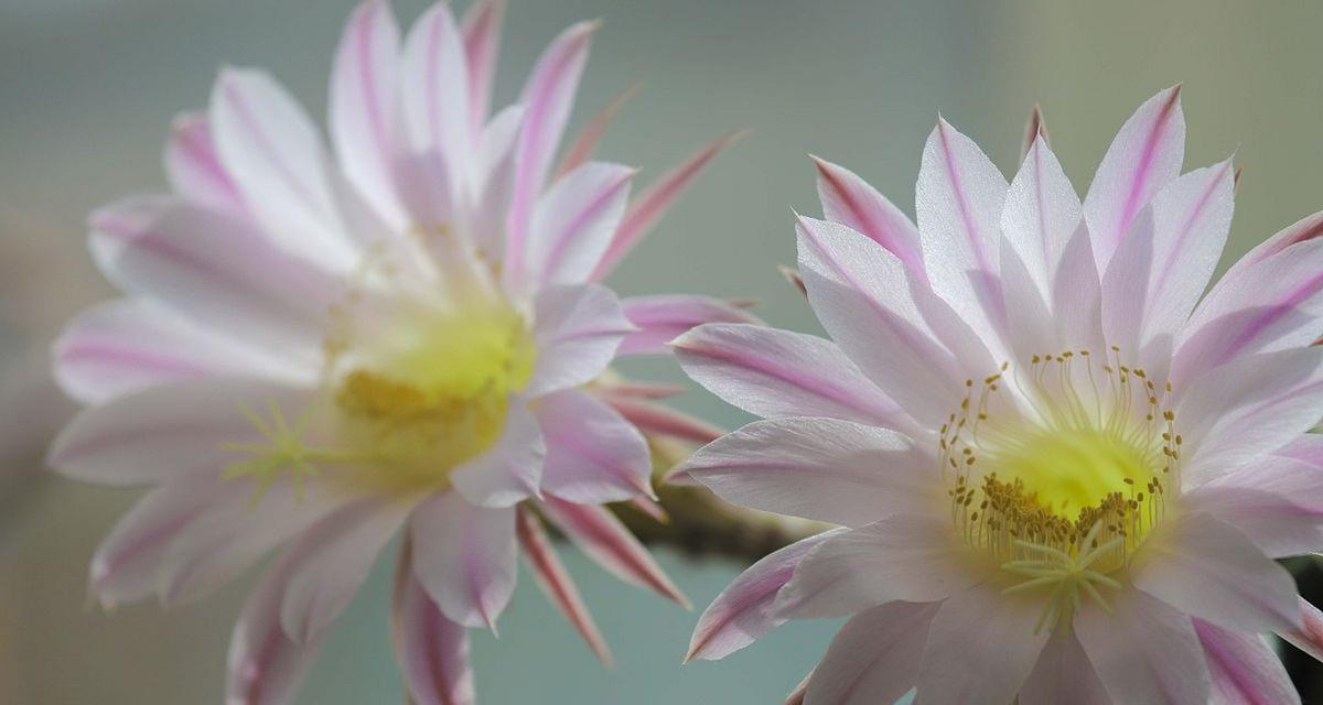 黄鹂鸟仙人球怎么养才能开花？开花前需要哪些特别护理？