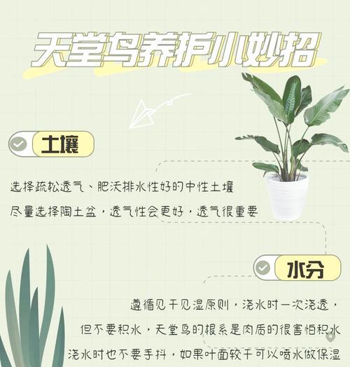 黄鹂鸟仙人球怎么养才能开花？开花前需要哪些特别护理？